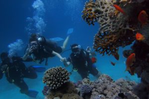 Tre personer dykker ved koralrev